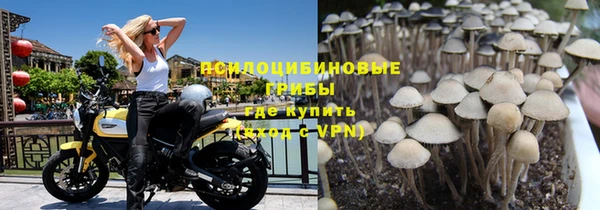 прущие грибы Аркадак